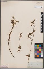 Foto von Salix capensis Thunb.